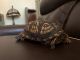 Box Turtle Reptiles for sale in Charles Town, WV 25414, USA. price: $225