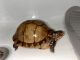Box Turtle Reptiles for sale in Kenner, LA, USA. price: $150