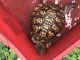Box Turtle Reptiles for sale in Brooklyn, Baltimore, MD, USA. price: NA