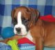 Boxer Puppies for sale in Jackson, MO 63755, USA. price: NA