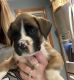 Boxer Puppies for sale in Morton, MN 56270, USA. price: NA