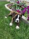 Boxer Puppies for sale in Grabill, IN 46741, USA. price: NA
