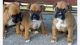 Boxer Puppies for sale in Austin, TX, USA. price: $780