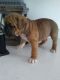 Boxer Puppies for sale in Rochester, IN 46975, USA. price: NA