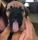Boxer Puppies for sale in Huntington Beach, CA, USA. price: NA