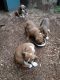 Boxer Puppies for sale in Dalton, GA, USA. price: NA