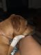 Boxer Puppies for sale in Augusta, GA, USA. price: NA