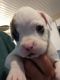 Boxer Puppies for sale in Carsonville, MI 48419, USA. price: NA