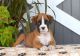 Boxer Puppies for sale in Savannah, GA 31419, USA. price: $704