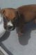 Boxer Puppies for sale in San Antonio, TX 78223, USA. price: $450