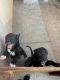 Boxer Puppies for sale in Riverside, CA, USA. price: $50