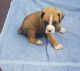 Boxer Puppies for sale in Midland Park, NJ 07432, USA. price: NA