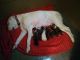 Boxer Puppies for sale in Bellefontaine, OH 43311, USA. price: NA