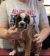 Boxer Puppies for sale in Kent, WA 98032, USA. price: $650