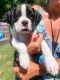 Boxer Puppies for sale in Marriottsville, MD 21104, USA. price: NA