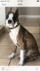 Boxer Puppies for sale in Las Vegas, NV, USA. price: $1,450