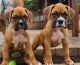 Boxer Puppies for sale in Highland, CA 92346, USA. price: NA