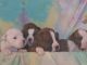 Boxer Puppies for sale in Munford, TN, USA. price: NA