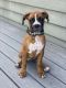 Boxer Puppies for sale in Bellingham, WA, USA. price: NA