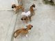 Boxer Puppies for sale in Prayagraj, Uttar Pradesh, India. price: 15000 INR