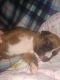 Boxer Puppies for sale in Clearfield, UT, USA. price: NA