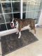 Boxer Puppies for sale in Highland, CA, USA. price: NA