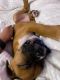 Boxer Puppies for sale in Worcester, MA, USA. price: $1,200