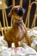 Boxer Puppies for sale in Fort Smith, AR 72901, USA. price: $900