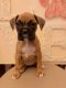 Boxer Puppies for sale in Lebanon, MO 65536, USA. price: NA