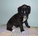 Boxer Puppies for sale in Charlotte, NC 28203, USA. price: NA