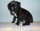 Boxer Puppies for sale in Chicago, IL 60614, USA. price: NA