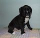 Boxer Puppies for sale in Cincinnati, OH 45238, USA. price: NA