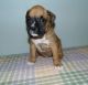 Boxer Puppies for sale in Colorado Springs, CO 80923, USA. price: $500