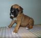 Boxer Puppies for sale in Columbus, OH 43201, USA. price: NA