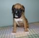 Boxer Puppies for sale in Detroit, MI 48202, USA. price: $500