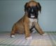 Boxer Puppies for sale in El Paso, TX 79925, USA. price: NA