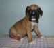 Boxer Puppies for sale in Fresno, CA 93722, USA. price: $500