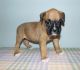 Boxer Puppies for sale in Honolulu, HI 96819, USA. price: $500
