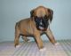 Boxer Puppies for sale in Houston, TX 77075, USA. price: $500
