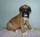 Boxer Puppies for sale in Indianapolis, IN 46203, USA. price: $500