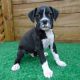 Boxer Puppies for sale in Kansas City, MO 64118, USA. price: NA