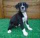 Boxer Puppies for sale in Long Beach, CA 90804, USA. price: $500