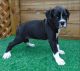 Boxer Puppies for sale in Oakwood, CA 90004, USA. price: $500