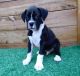 Boxer Puppies for sale in BRWNSBORO VLG, KY 40207, USA. price: $500