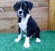 Boxer Puppies for sale in Mesa, AZ 85206, USA. price: NA