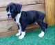 Boxer Puppies for sale in Milwaukee, WI 53213, USA. price: $500