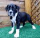 Boxer Puppies for sale in New York, NY 10017, USA. price: NA