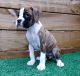 Boxer Puppies for sale in Omaha, NE 68164, USA. price: $500