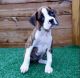 Boxer Puppies for sale in Phoenix, AZ 85085, USA. price: $500