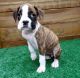 Boxer Puppies for sale in Portland, OR 97203, USA. price: $500